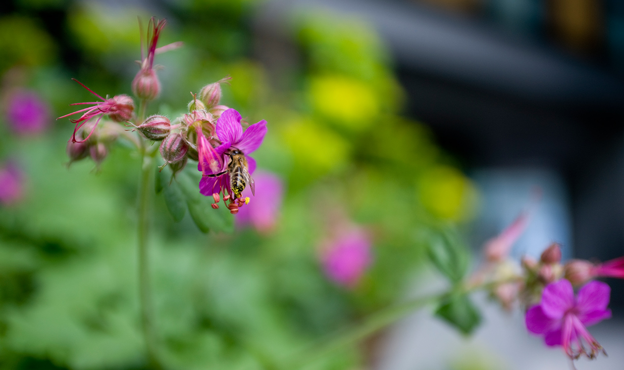 Award Winning Landscaped Development London